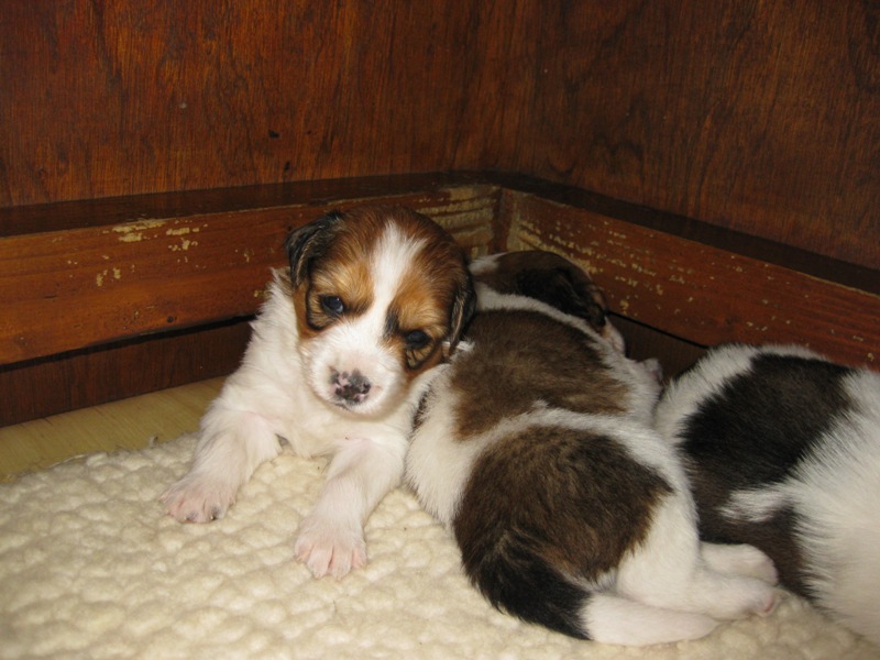 Puppies